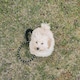 image 2 of Dog Rope Lead With Reflective Stitching and Padded Handle - Size & Colour Options - Lightweight - 1.5m Length / Black