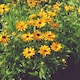 image 1 of Rudbeckia Marmalade Orange Hardy Perennial Blooms Attracts Bees Butterflies 1x Seed Packet