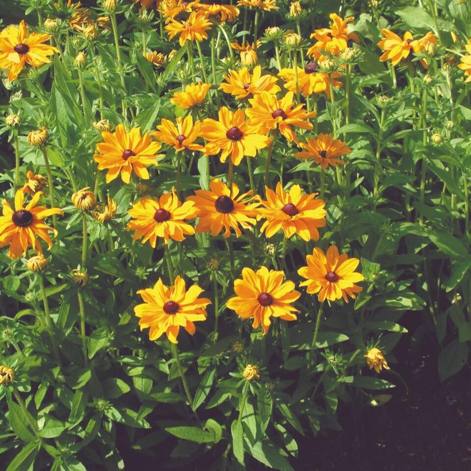 image 1 of Rudbeckia Marmalade Orange Hardy Perennial Blooms Attracts Bees Butterflies 1x Seed Packet