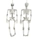 image 1 of Living and Home Halloween Realistic Full Body Skeleton  Posable Prop - 90cm