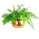 image 3 of Leaf Large Metal Planter Bowl 32 x 20cm Hammered Copper Colour - Straight Edge | Copper