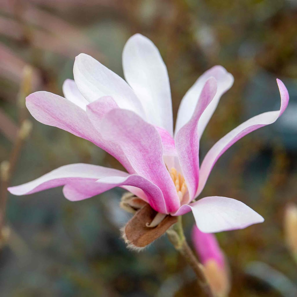 TODAYFUL La maison de Lyllis POLAR ピンク Marshalls Garden Magnolia 'Leonard Messel' - 3 x 9cm potted plants