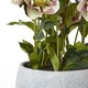image 4 of Variegated Hellebore Plant in Pot - Plastic - L33 x W38 x H41 cm - Pink/Grey