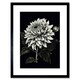 image 1 of Elegant White Black Dahlia Flower Bloom 9x7" Black Framed Wall Art Print