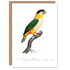 Francois Levaillant Art Card The Black Headed Parrot