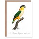 image 1 of Francois Levaillant Art Card The Black Headed Parrot