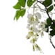 image 3 of 90cm Artificial White Wisteria Bush