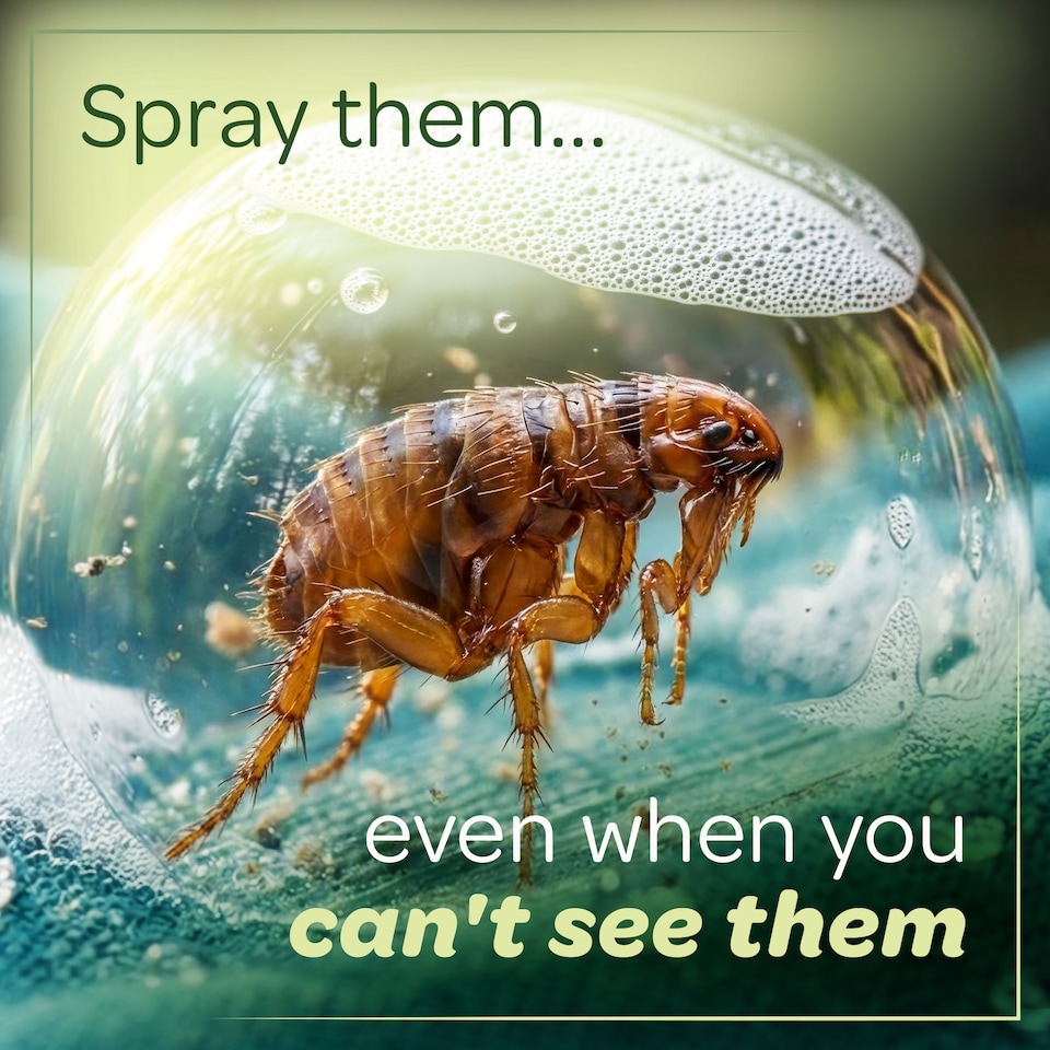 image 1 of Inoscent Flea Spray for the Home (500ml) - For Cat & Dog Bedding, Carpets & Soft Furnishings - Non-Toxic, Pet & Family Safe