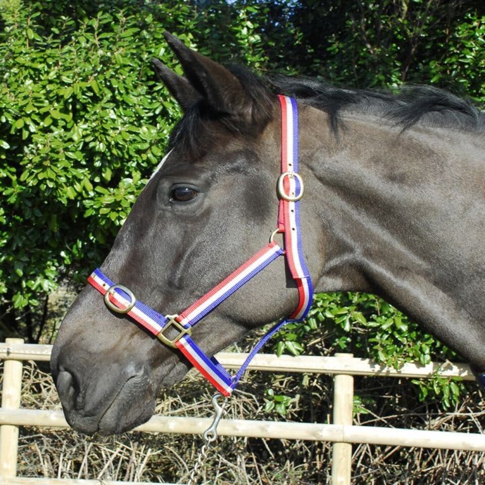 image 1 of Rhinegold Nylon Headcollar | Blue | Size: Full
Colour: Navy Blue