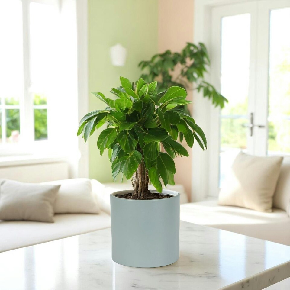 image 1 of Matte Grey Ceramic Indoor Plant Pot H17 x W17.5cm Grey