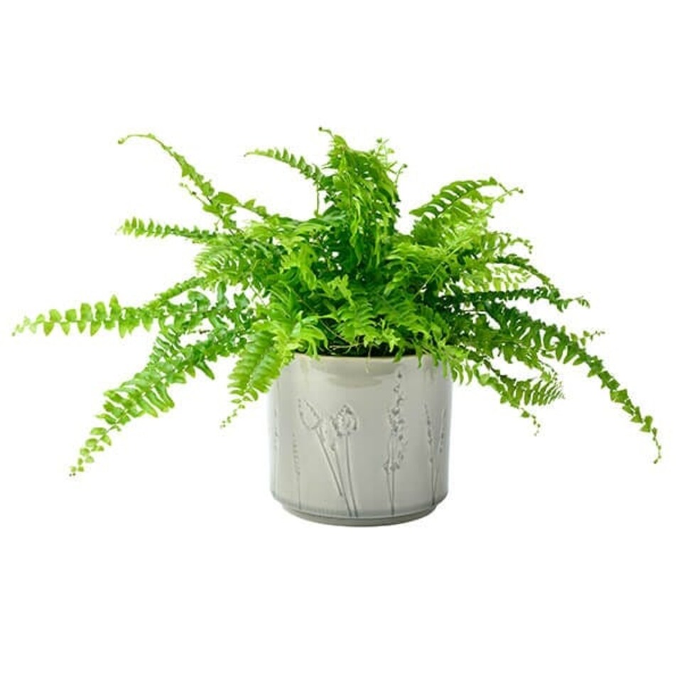 image 1 of Burgon & Ball Provence Small Grey Glazed Pot