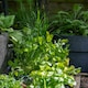image 7 of Marshalls Garden Coriander Plant - 6 plug plants