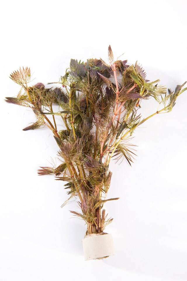 image 1 of Fanwort (Cabomba furcata) - Live Aquarium Plant for Background Planting, Red Foliage, Bright Light - Fish Tank Plant