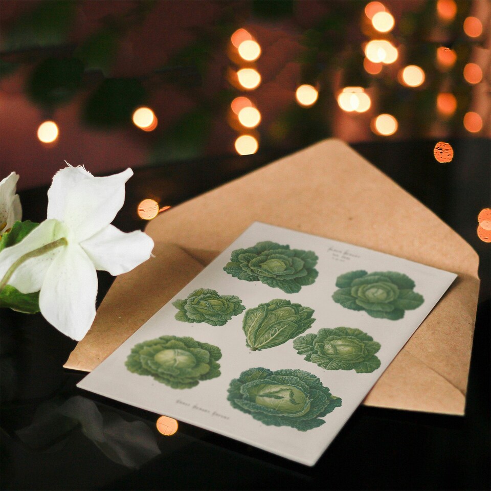 image 1 of Ernst Benary Art Card Savoy Cabbages Vintage Botanical