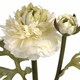 image 3 of Ranunculus Spray Artificial Flower (Single Stem) - Fabric/Plastic - L8 x W11 x H44 cm - Green