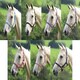 image 2 of Shires Wessex Headcollar Blue | Size: Pony
Colour: Navy/Silver