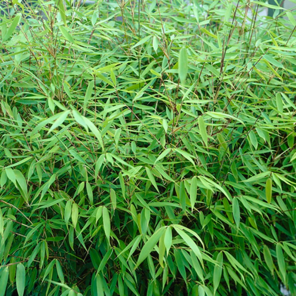 YouGarden Pair of Fargesia rufa 'Fountain' Bamboo, Established Plants in 2L Pots, Supplied Already 50cm Tall and Ready to Plant