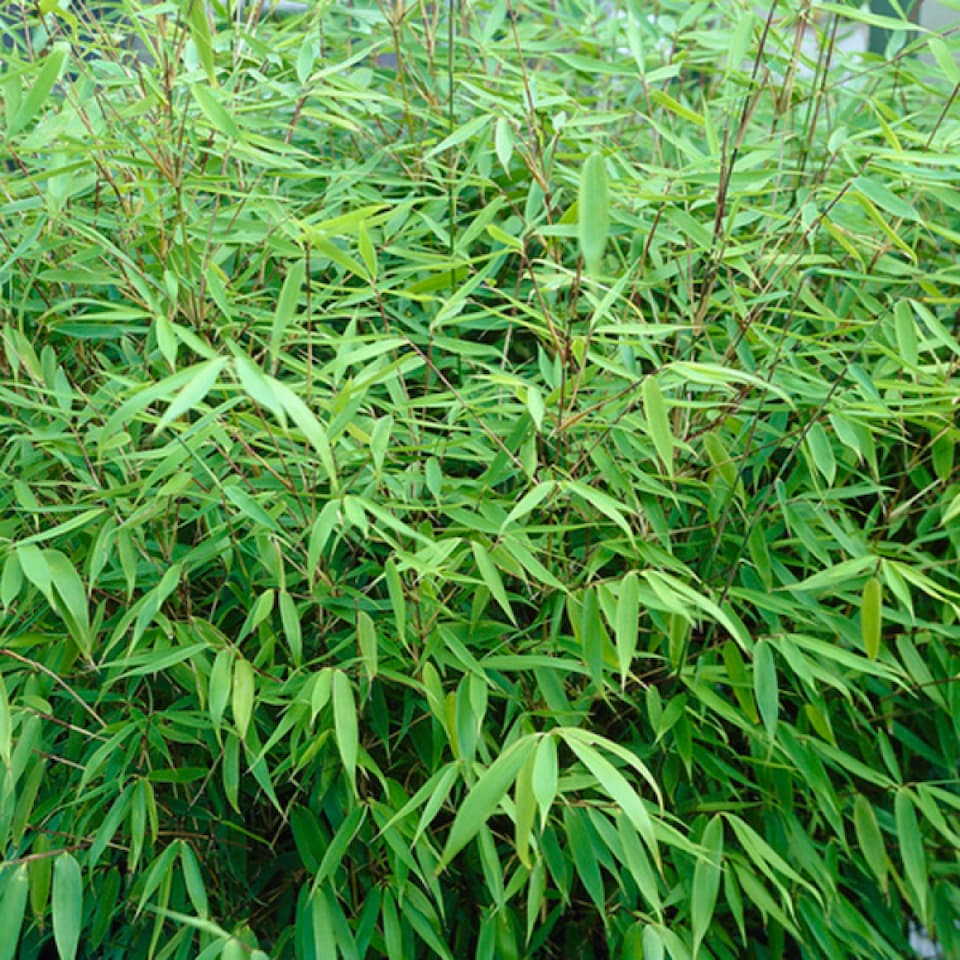 image 1 of YouGarden Pair of Fargesia rufa 'Fountain' Bamboo, Established Plants in 2L Pots, Supplied Already 50cm Tall and Ready to Plant