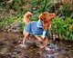 image 2 of Henry Wag Grey Microfibre Drying Coat For Use After Bath Time Or A Muddy Walk, Size Medium 40cm | Grey | Grey | M | 1