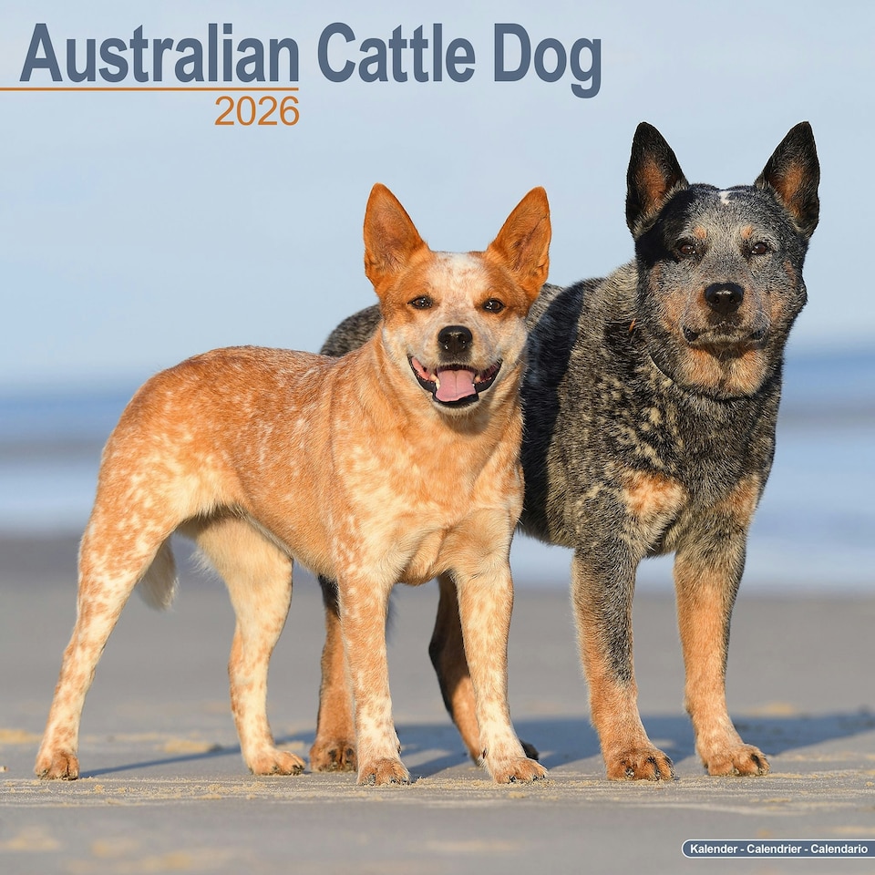 image 1 of Australian Cattle Dog 2026 Calendar | Square Wall Calendar | Dog Breed Gift | Plastic Free Packaging | by Avonside Publishing