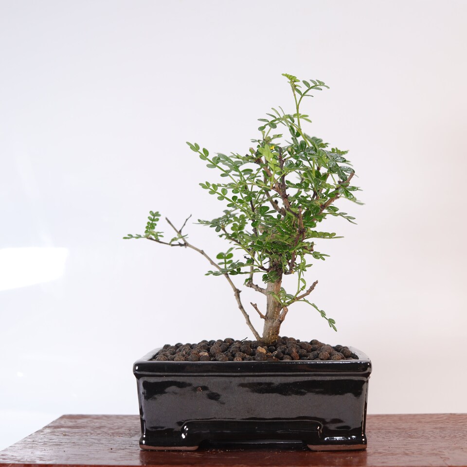 image 1 of Yorkshire Bonsai Chinese Pepper (Zanthoxylum Pipertum) Bonsai Tree Broom In 16cm Pot