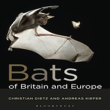 Bats Of Britain And Europe
