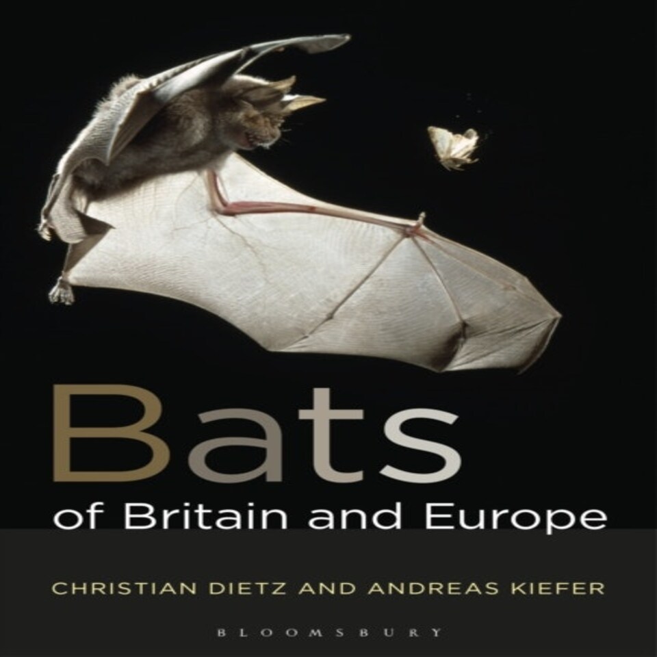 Bats Of Britain And Europe