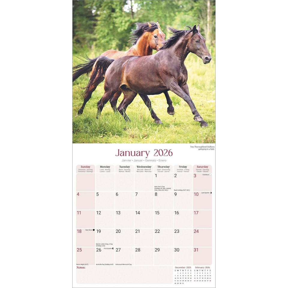 image 1 of Horses 2026 Calendar | Square Wall Calendar | Animal Gift | Plastic Free Packaging | by Avonside Publishing