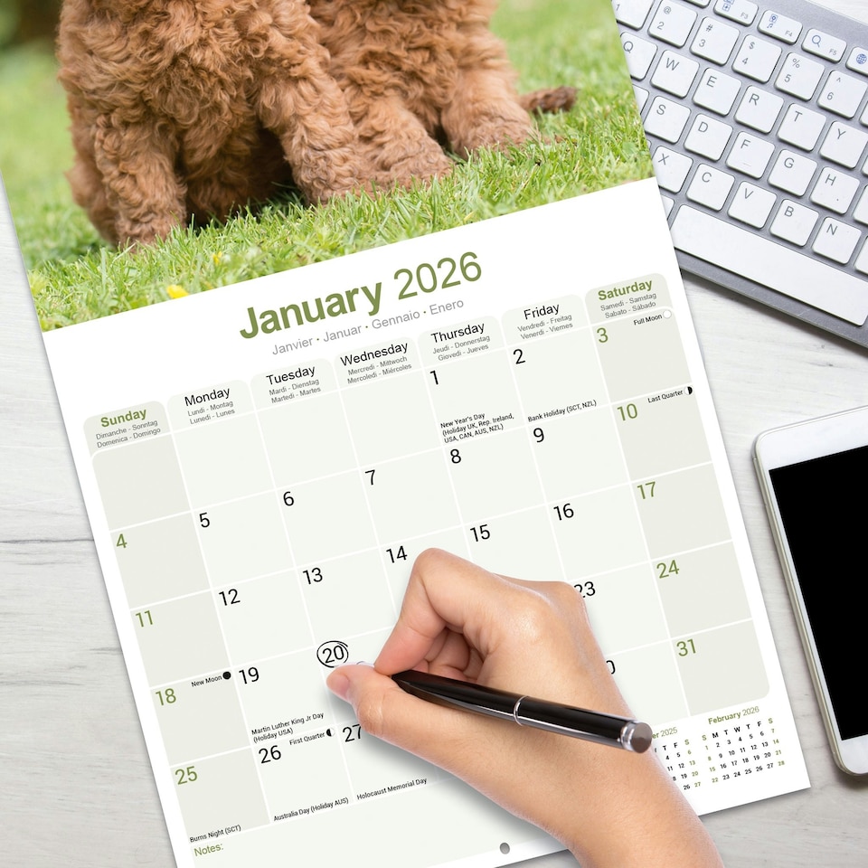 image 1 of Poodle 2026 Calendar | Square Wall Calendar | Dog Breed Gift | Plastic Free Packaging | by Avonside Publishing