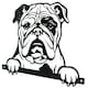 image 2 of Black Metal Peeking Bulldog Silhouette with Fixing Plate Garden Ornament Gift