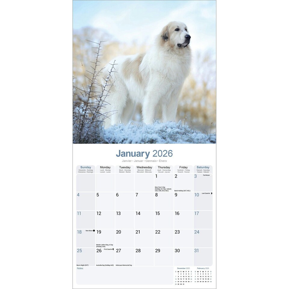 image 1 of Great Pyrenees 2026 Calendar | Square Wall Calendar | Dog Breed Gift | Plastic Free Packaging | by Avonside Publishing