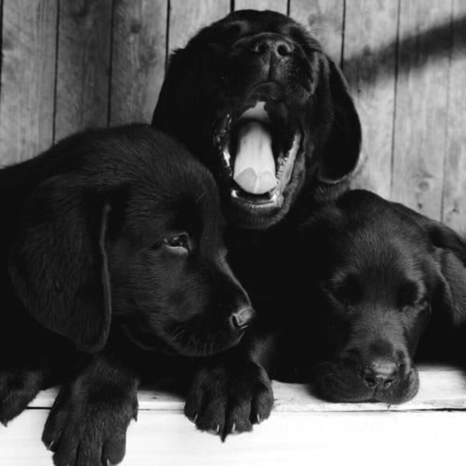 Yawning Birthday Card