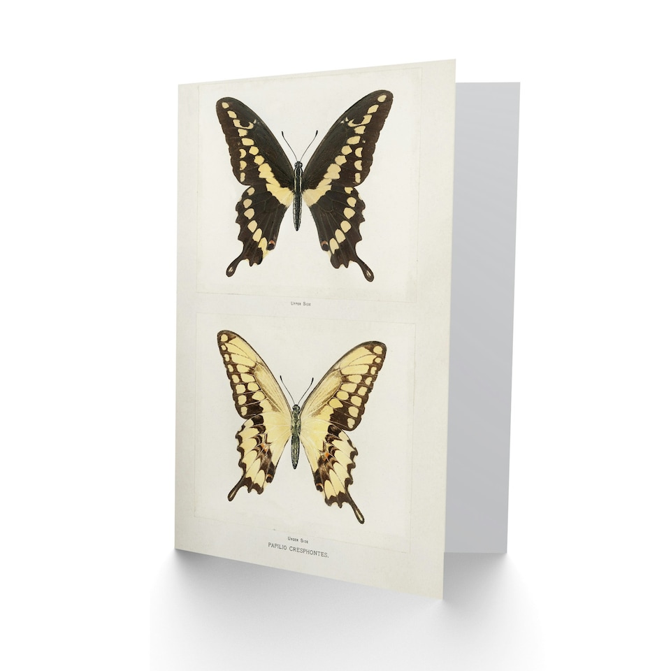 image 1 of Sherman Denton Art Card Giant Swallowtail Butterfly