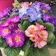 image 4 of Carbeth Plants Perennial Favourites Mixed - 2 x Jumbo 6 Pack Bedding Plants - Garden Ready