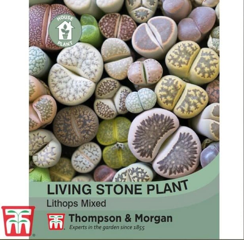 image 1 of Living stone plant 1 Seed Packet (6 Seeds)