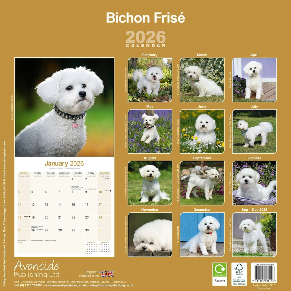image 1 of Bichon Frise 2026 Calendar | Square Wall Calendar | Dog Breed Gift | Plastic Free Packaging | by Avonside Publishing