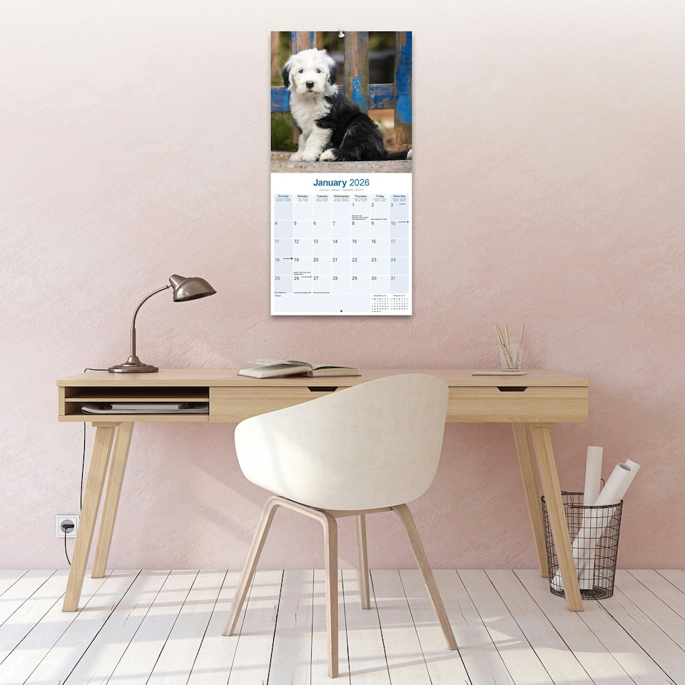 image 1 of Old English Sheepdog 2026 Calendar | Square Wall Calendar | Dog Breed Gift | Plastic Free Packaging | by Avonside Publishing