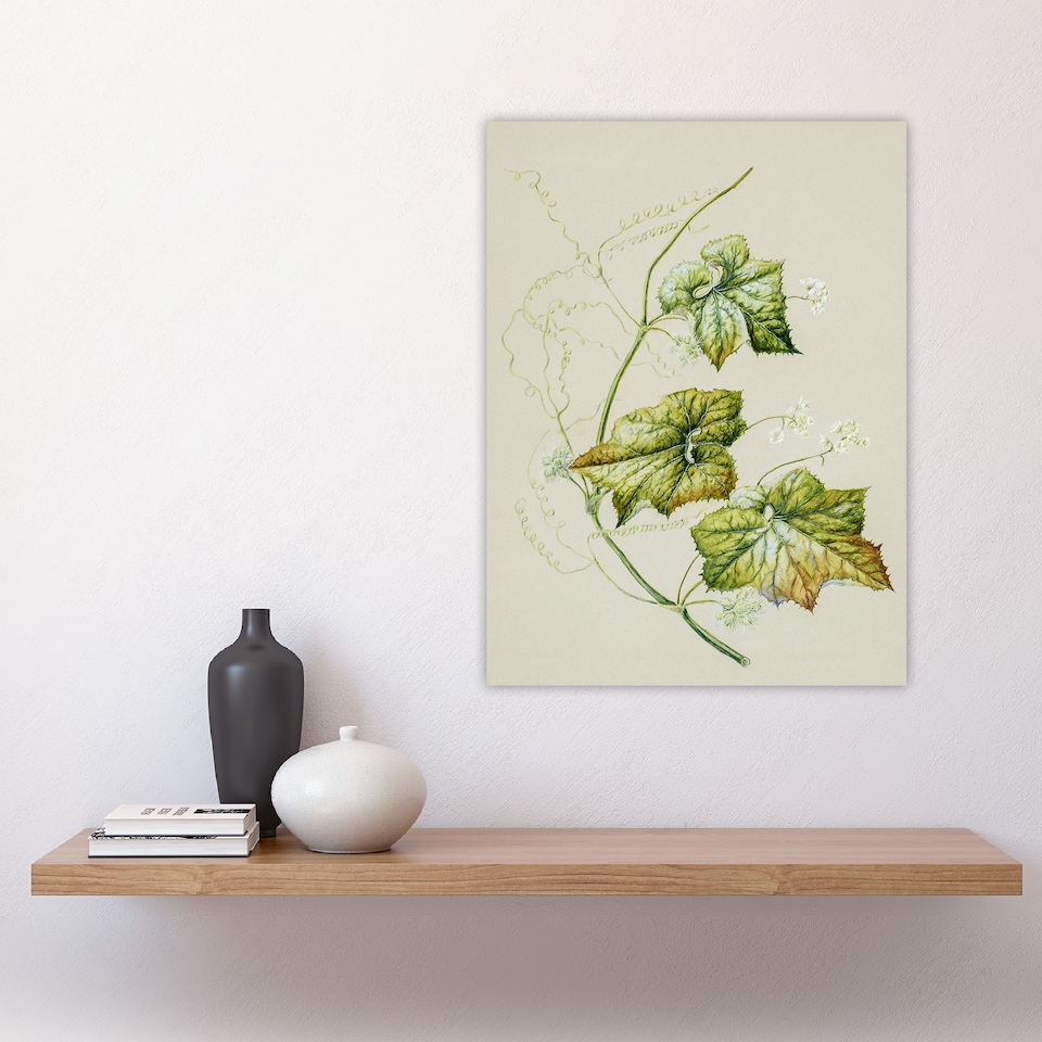 image 1 of New Zealand Sicyos Australis Mawhai Plant Featon Huge Wall Art Print 18X24 In