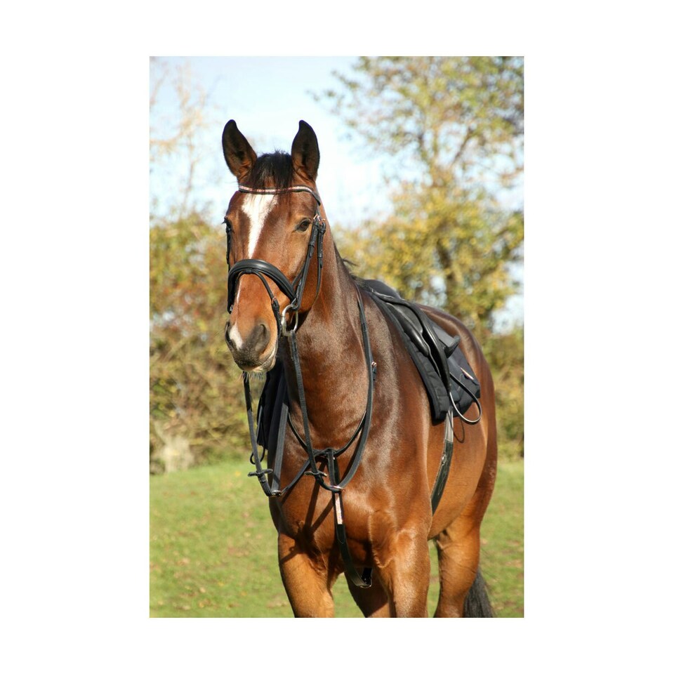 image 1 of Hy Rosciano Leather Horse Martingale - Black/Rose Gold - Cob