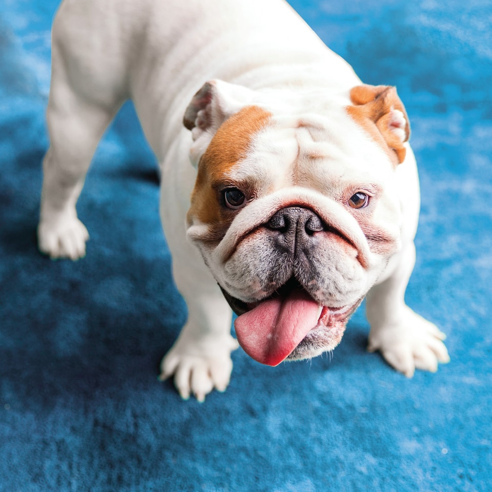 image 1 of Vytronix WSH60 Wet & Dry Vacuum, Carpet Washer & Blower