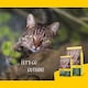 image 4 of Josera NatureCat complete food | For adult cats & older kittens | Grain-free | Chicken & Salmon | Anti-Hairball | Herbs & Fruits | Urinary pH | 6x2kg