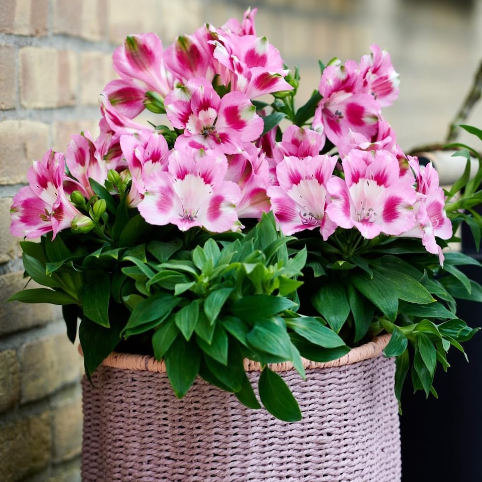 image 1 of Alstroemeria Hula - Compact Pink & White Blooms Long-Flowering Heat-Tolerant Patio Plant Jumbo Plug