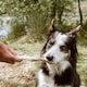 image 4 of Pero Natural Dog Treats - Rabbit Ears with Fur 1kg