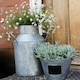 image 4 of Galvanised Milk Churn