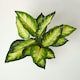 image 2 of Homescapes Dieffenbachia Dumb Cane Plant in Pot, 50 cm Tall