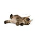 image 4 of Royal Canin Cat Maine Coon Kitten 4KG