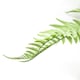 image 3 of Fern Plant Artificial 60cm Artificial Bushy Dixie Wood