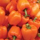 image 3 of Carbeth Plants 6 x Bell Pepper Bright Star Vegetable Plant - 9cm Pot - Easy Grow Kitchen Garden