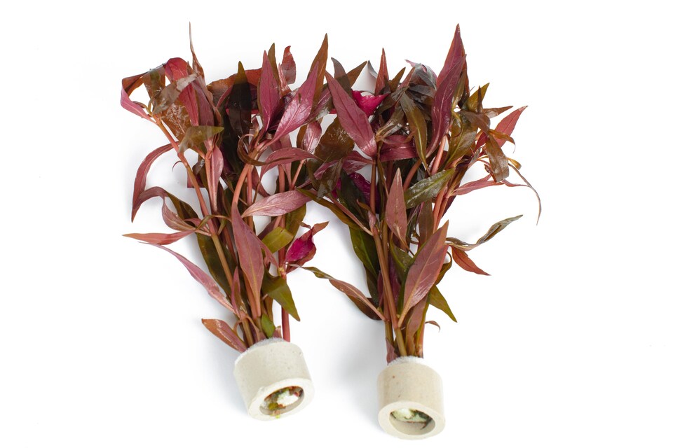 image 1 of Scarlet Temple (Alternanthera cardinalis) - Live Aquarium Plant for Midground Planting, Red Foliage - Fish Tank Plant