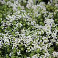 Set of 3 Thyme Serpyllum Snowdrift Herb Plant Creeping Thyme or Thymus Serpyllum 9cm Pot | White | White | 9cm Pot | 3